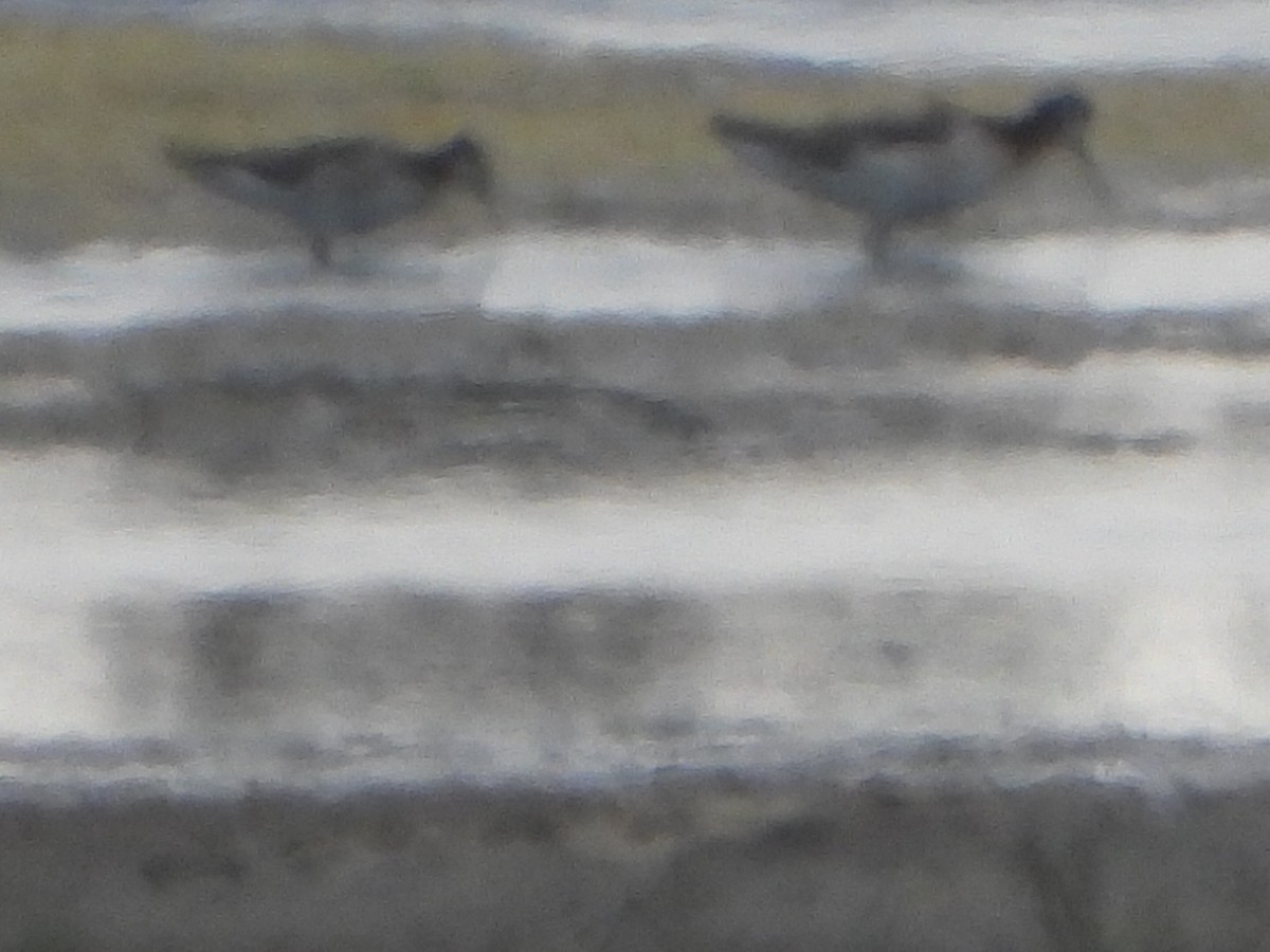 Wilson's Phalarope - ML344491471