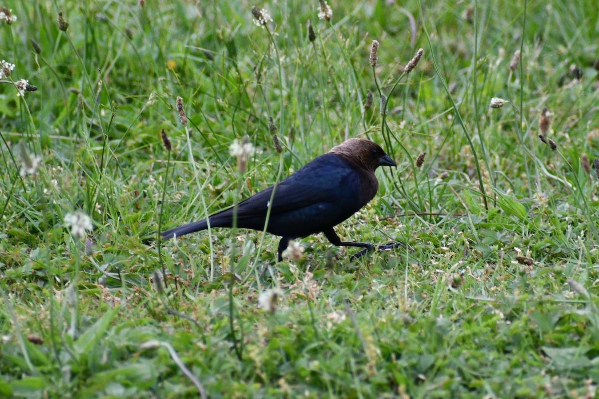Brown-headed Cowbird - ML344491521