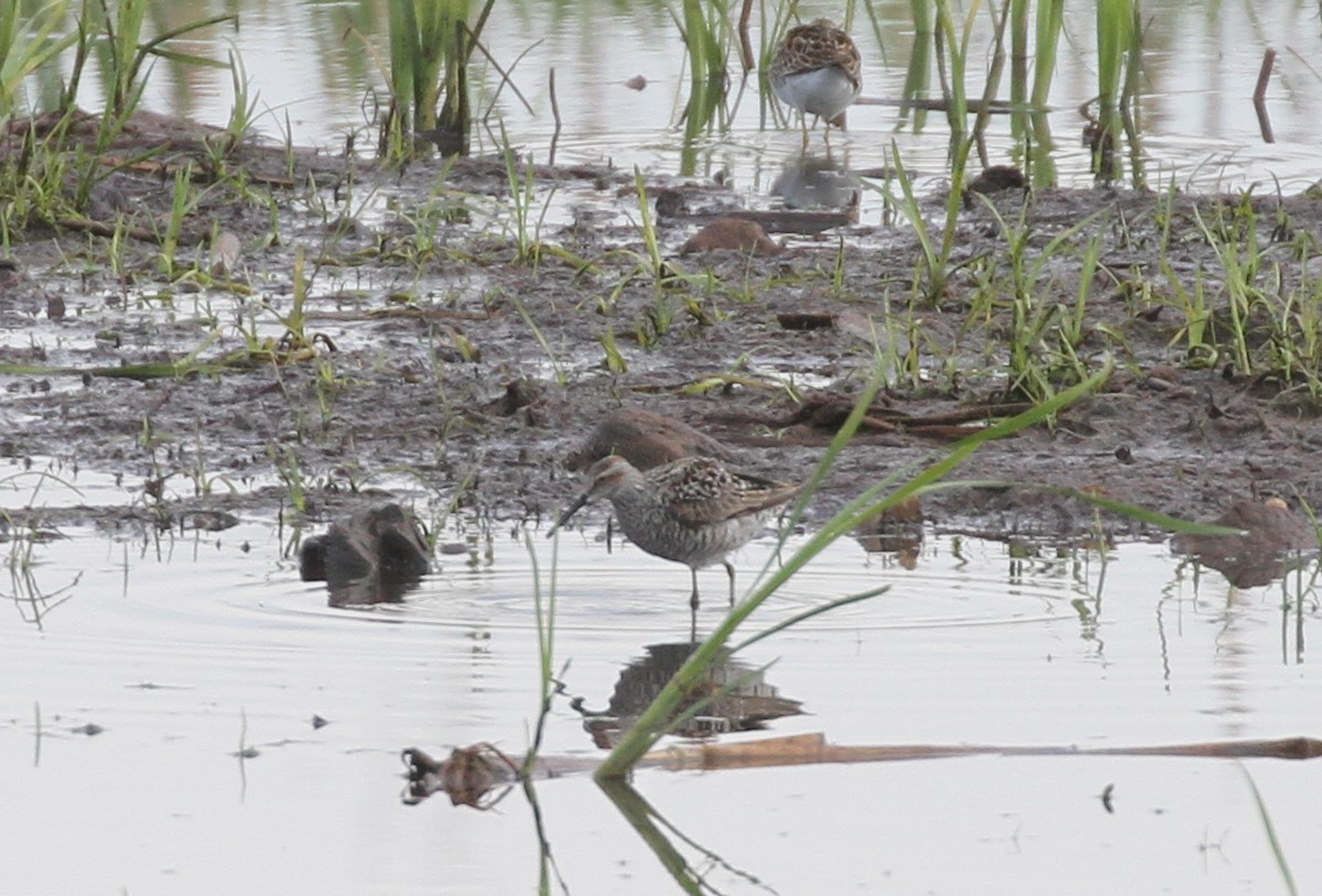 Stilt Sandpiper - ML344491831