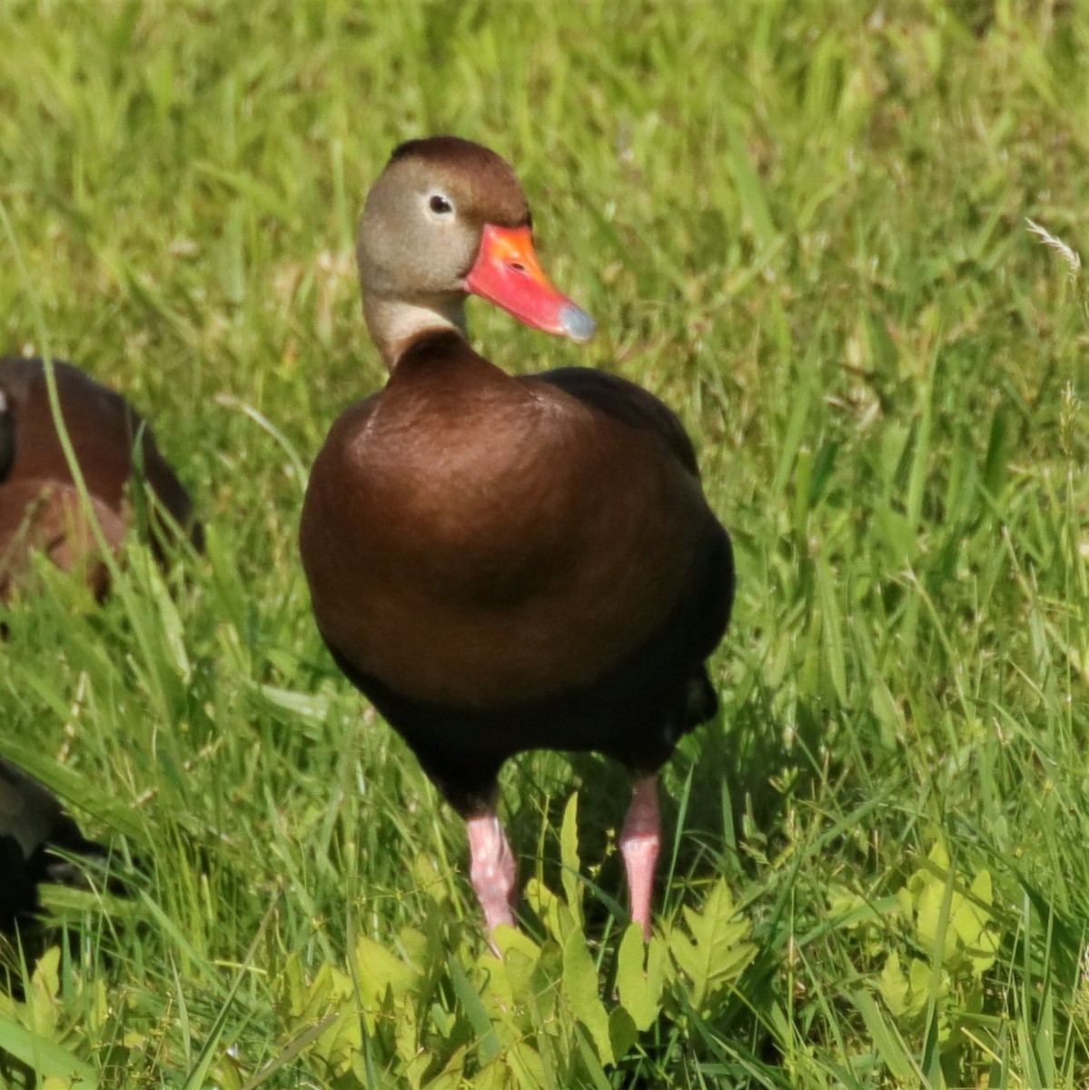 Black-bellied Whistling-Duck - ML344492461