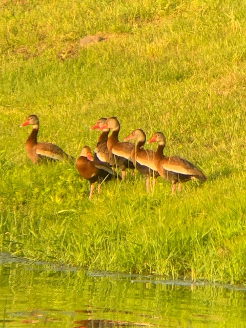 Black-bellied Whistling-Duck - ML344492471