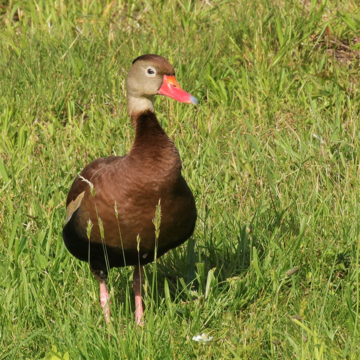 Dendrocygne à ventre noir - ML344492501