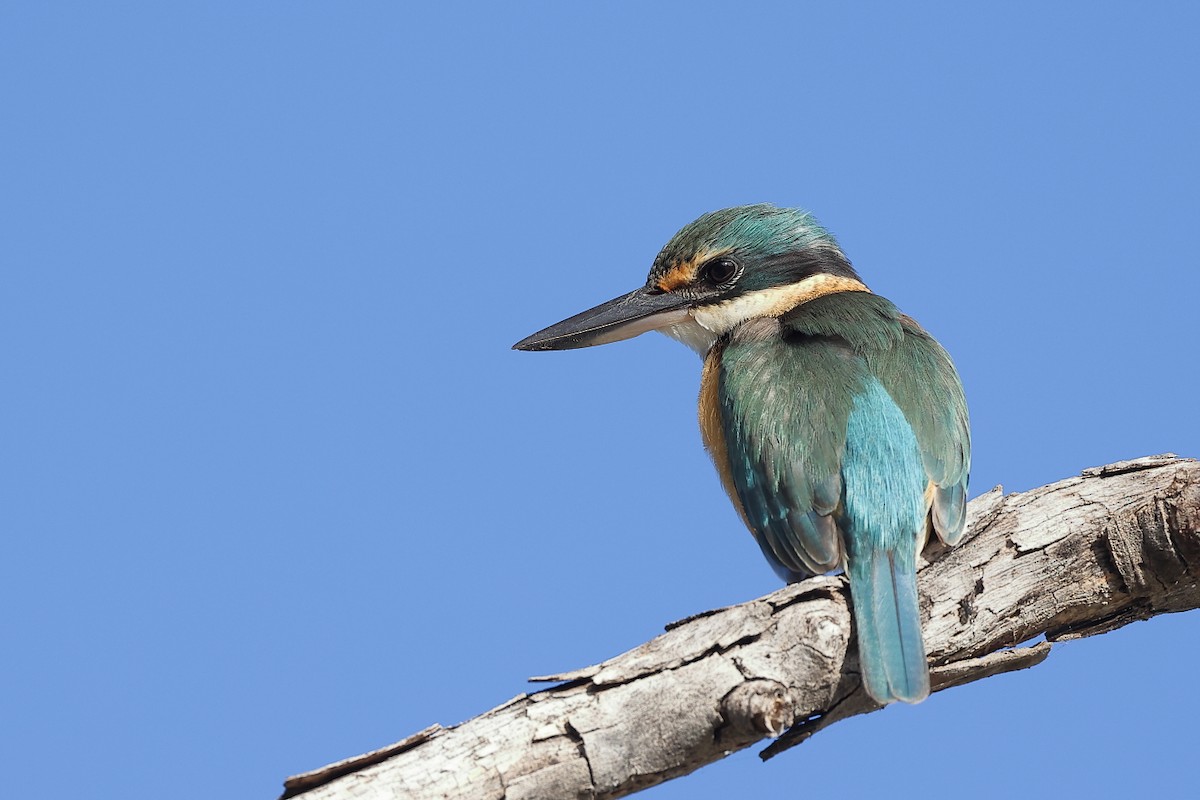 Sacred Kingfisher - ML344493071