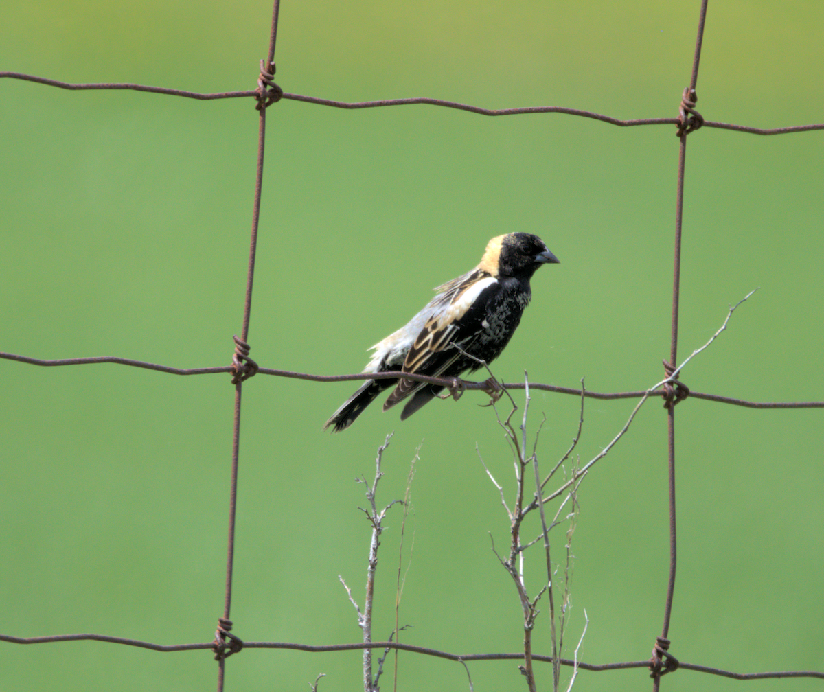 bobolink - ML344493081