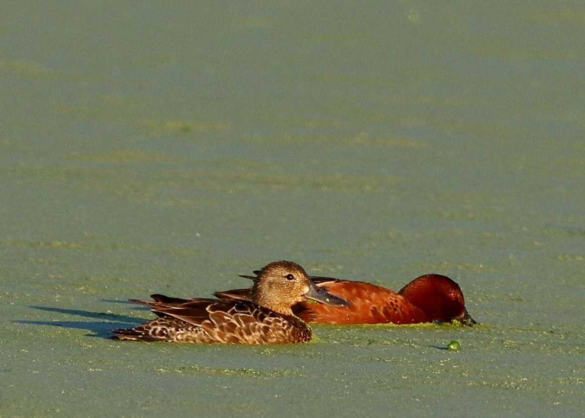 Cinnamon Teal - ML344494381