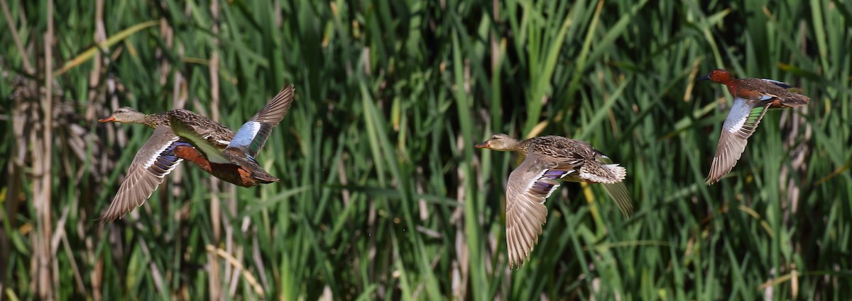 Cinnamon Teal - ML344495811