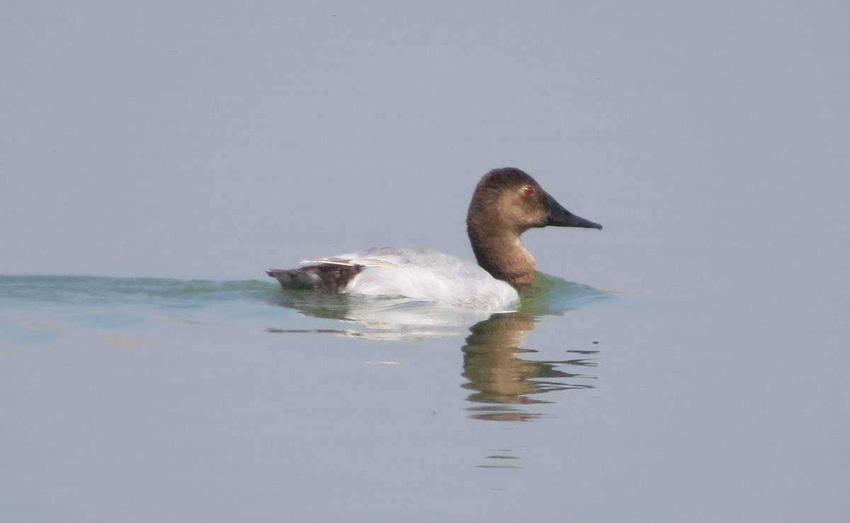 Canvasback - ML34449691