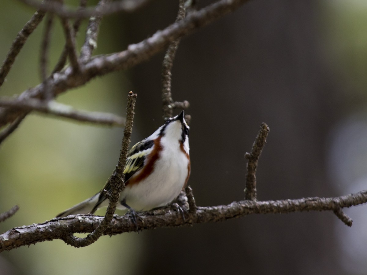 Chestnut-sided Warbler - ML344497251