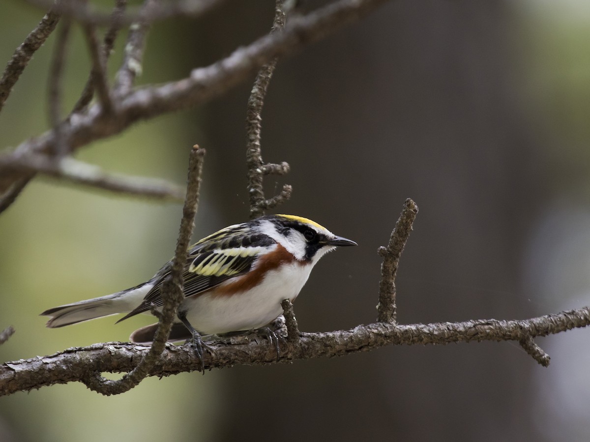 Chestnut-sided Warbler - ML344497261