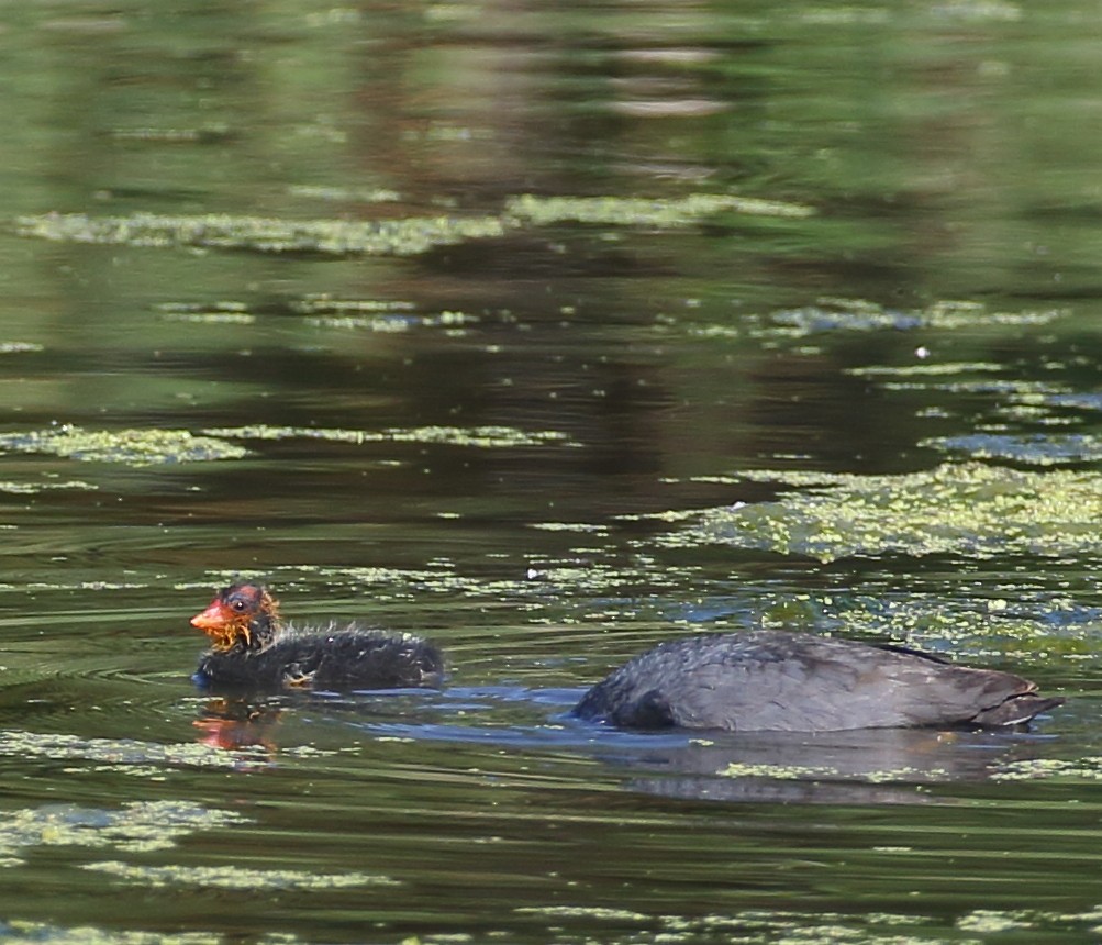 American Coot - ML344497381