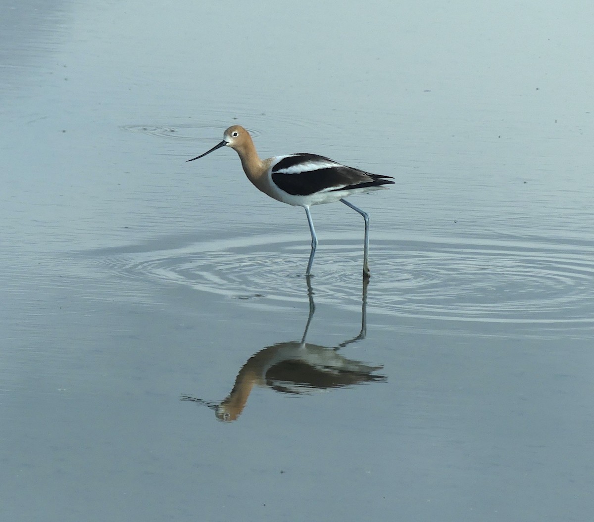 American Avocet - Phil St. Romain