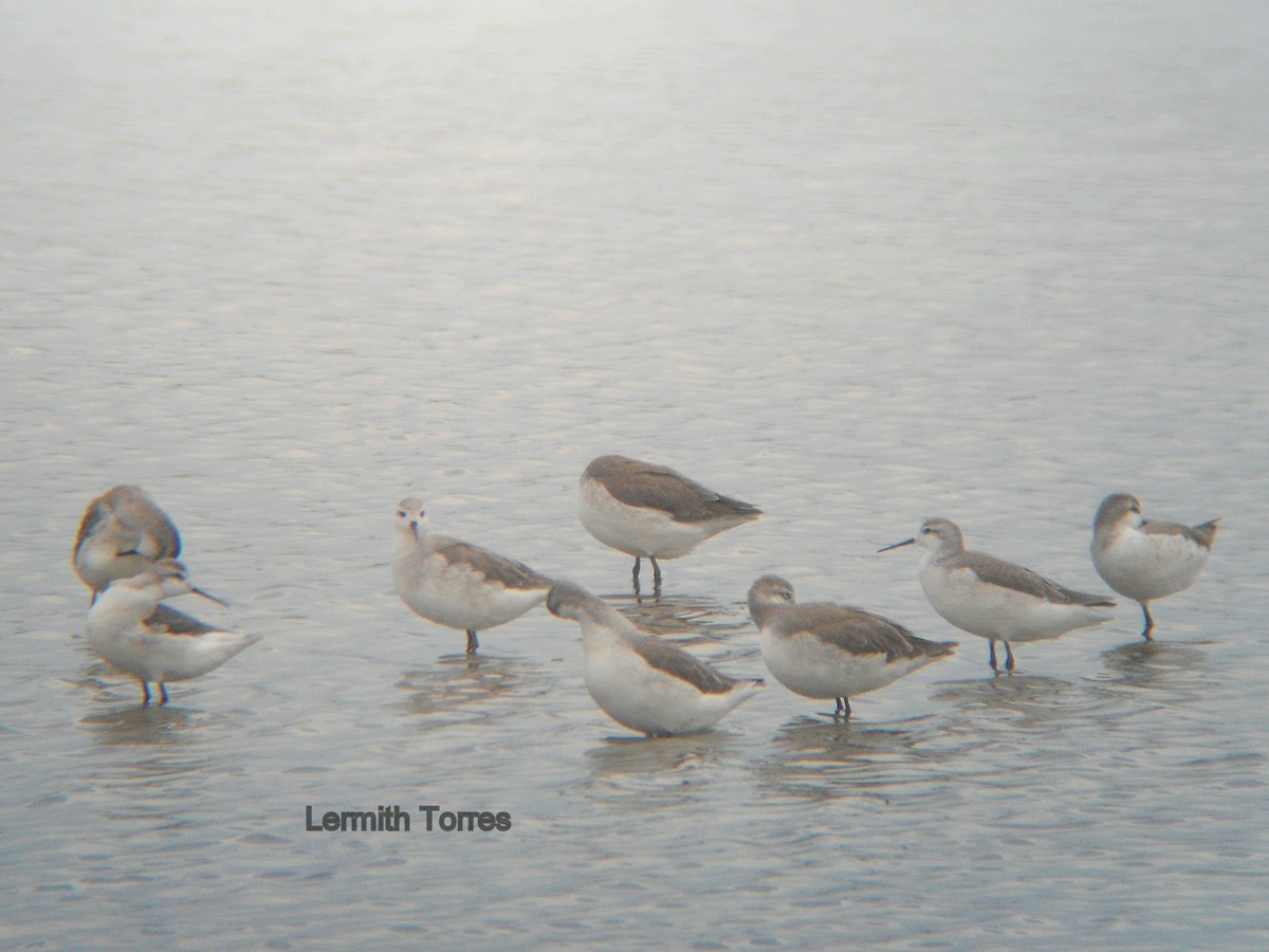 hvithalesvømmesnipe - ML34449781