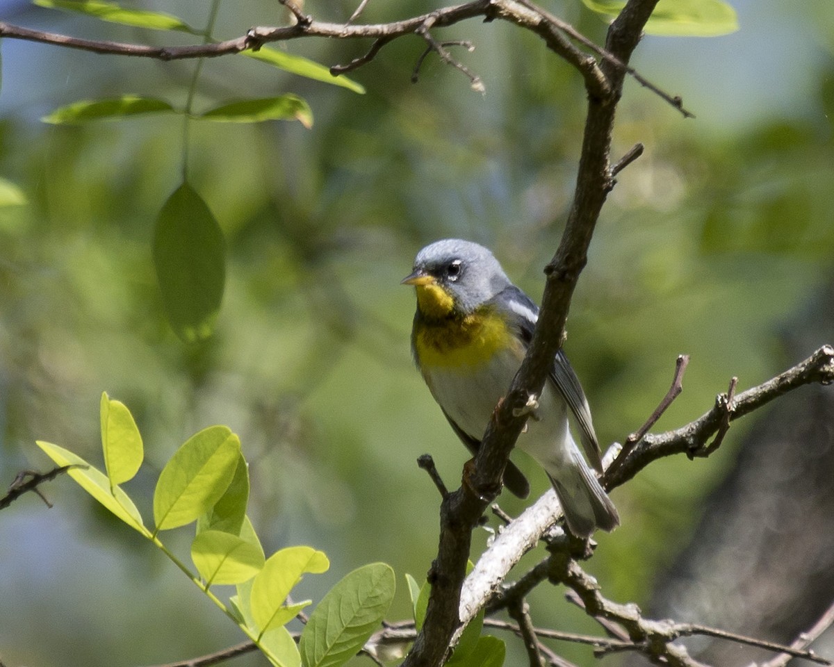 Parula Norteña - ML344497881