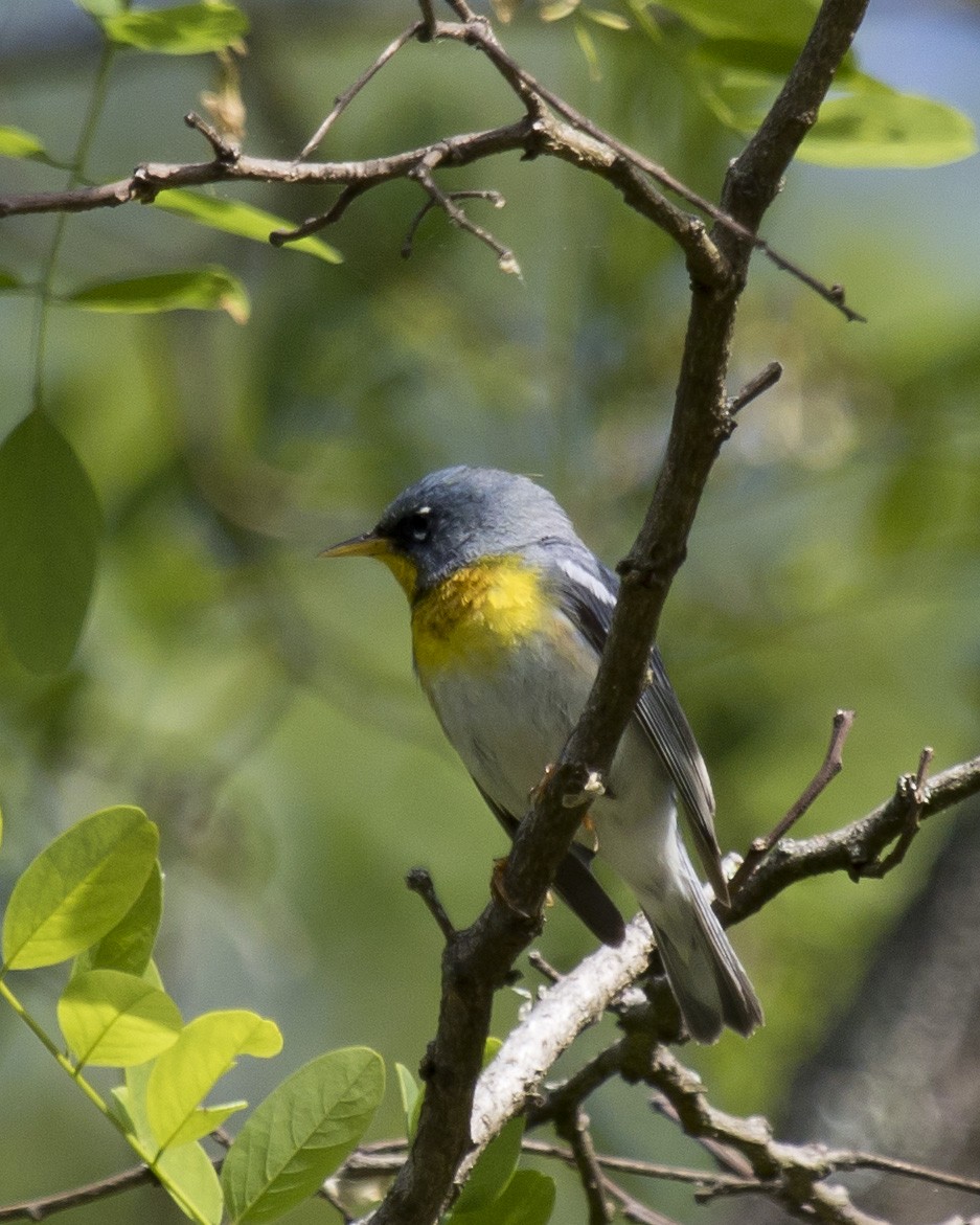 Parula Norteña - ML344497901