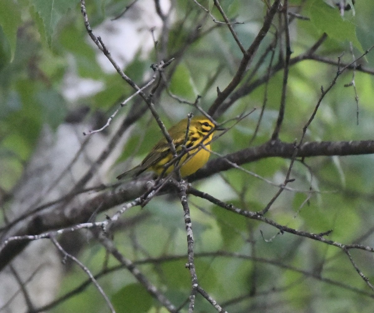 Prairie Warbler - ML344498681