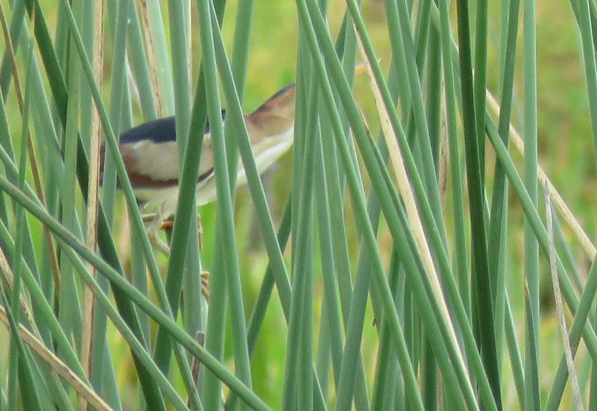 Least Bittern - ML344500251