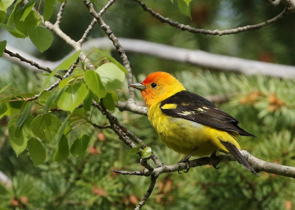 Western Tanager - ML344500281