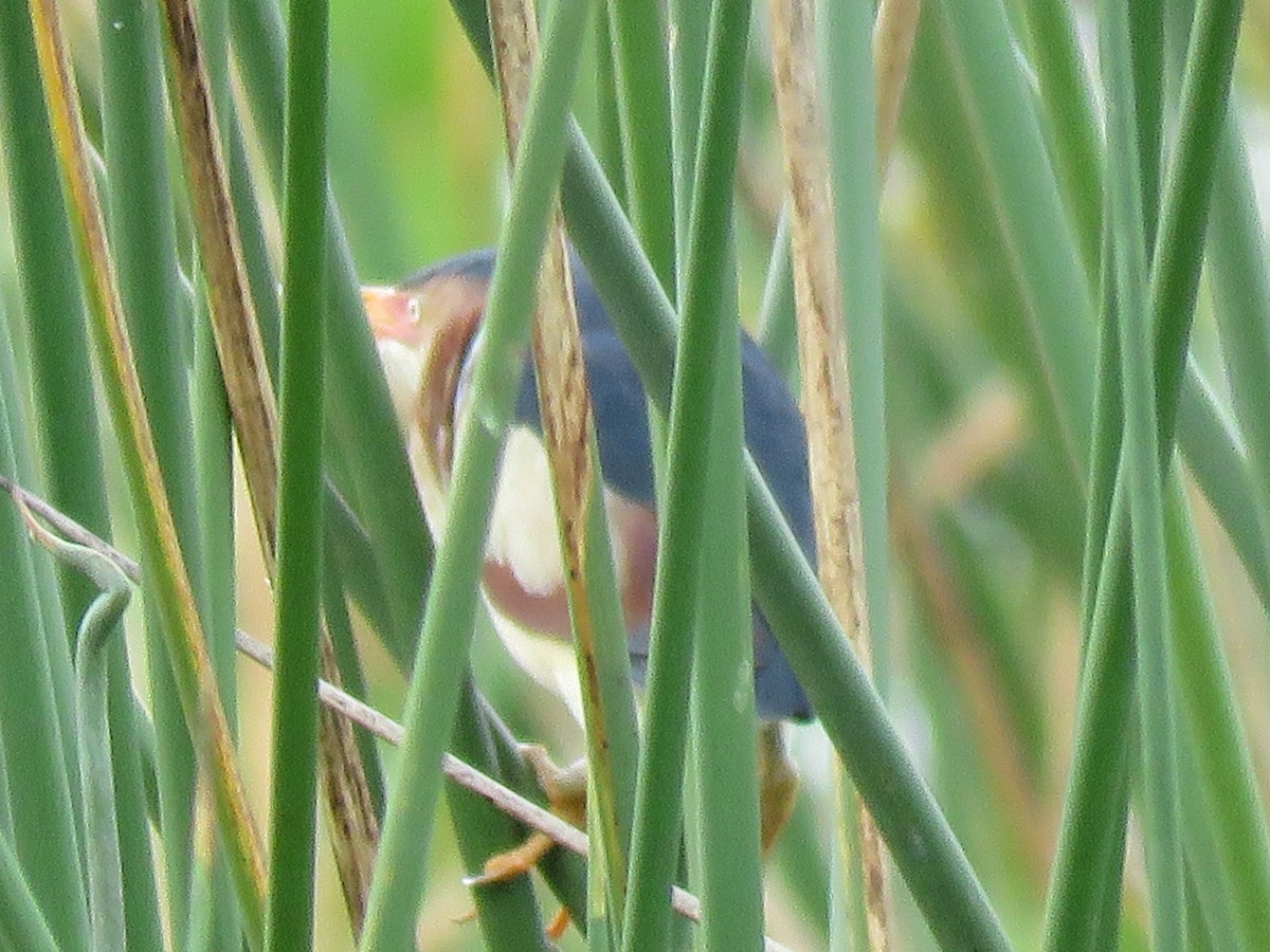 Least Bittern - ML344500311