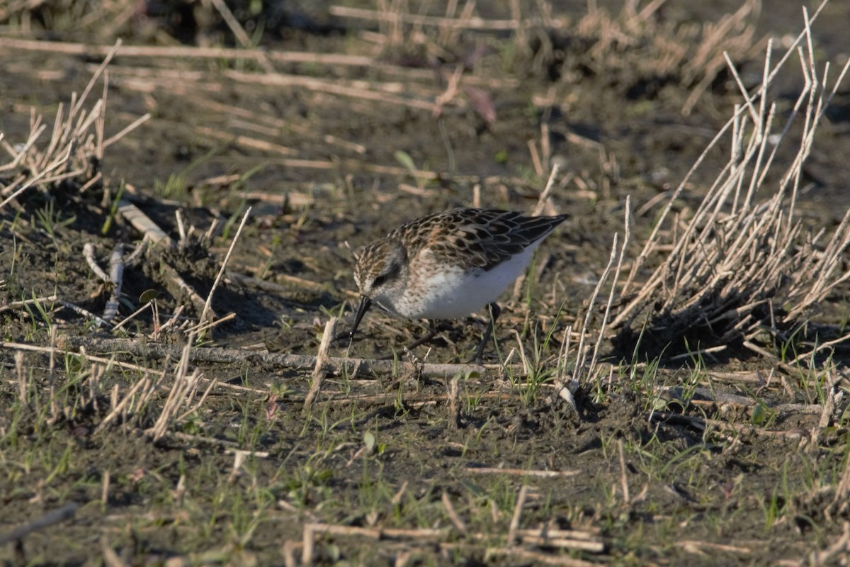 Semipalmated Sandpiper - Brennan Roy