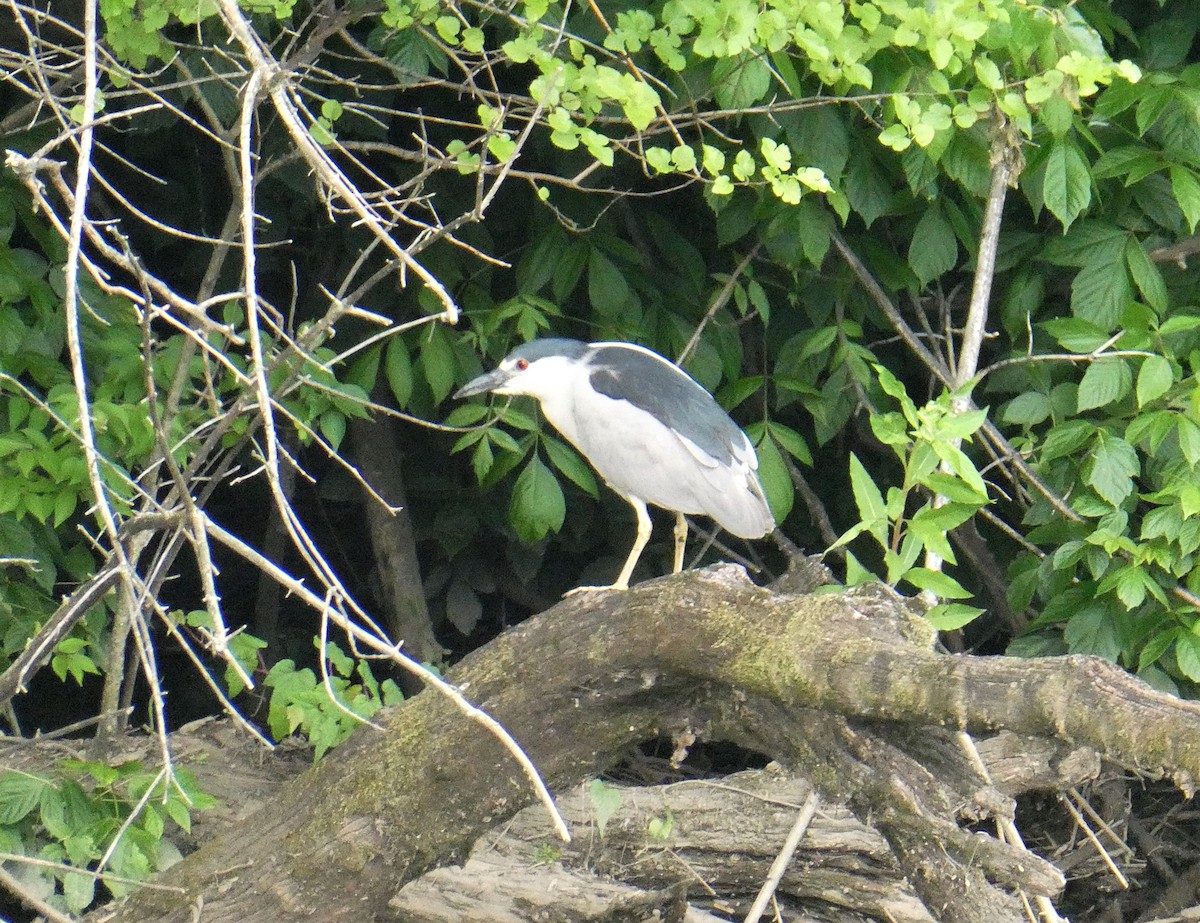 Black-crowned Night Heron - D Sacks