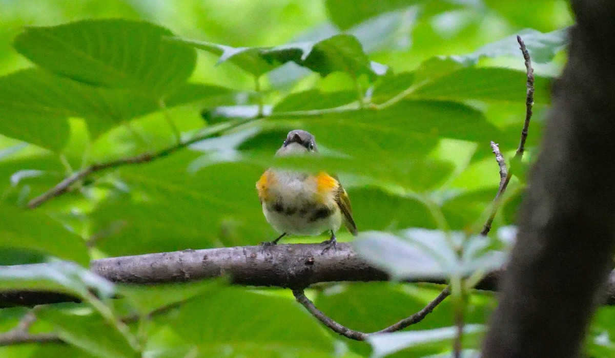 American Redstart - ML344501171