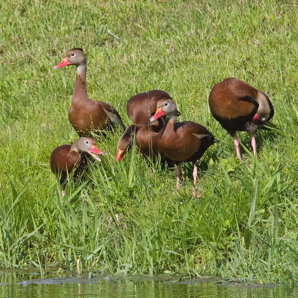 Dendrocygne à ventre noir - ML344501971