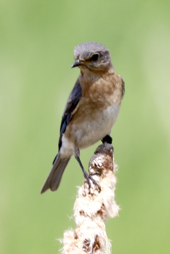 Eastern Bluebird - ML344502971