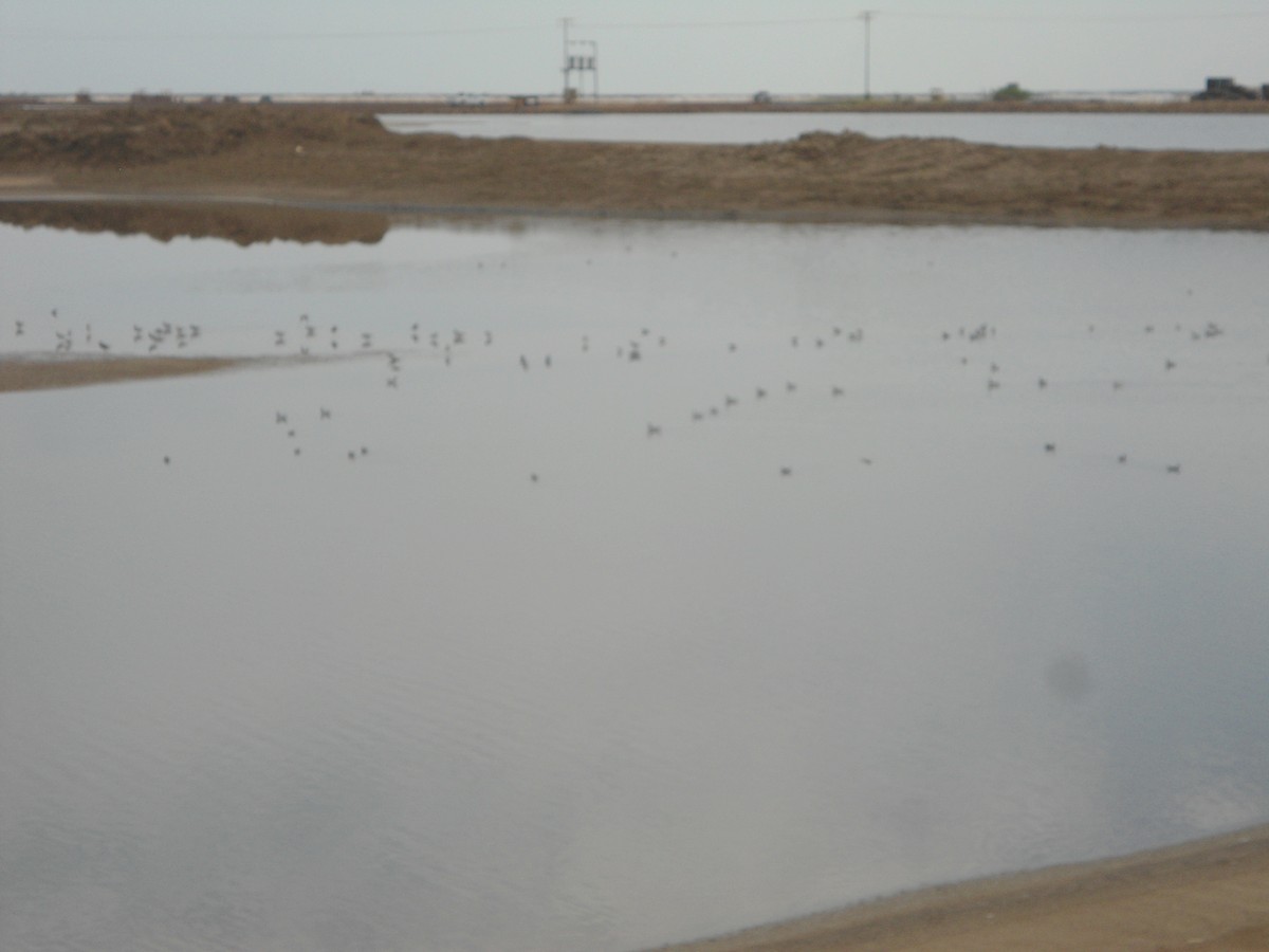 Wilson's Phalarope - Lermith Torres