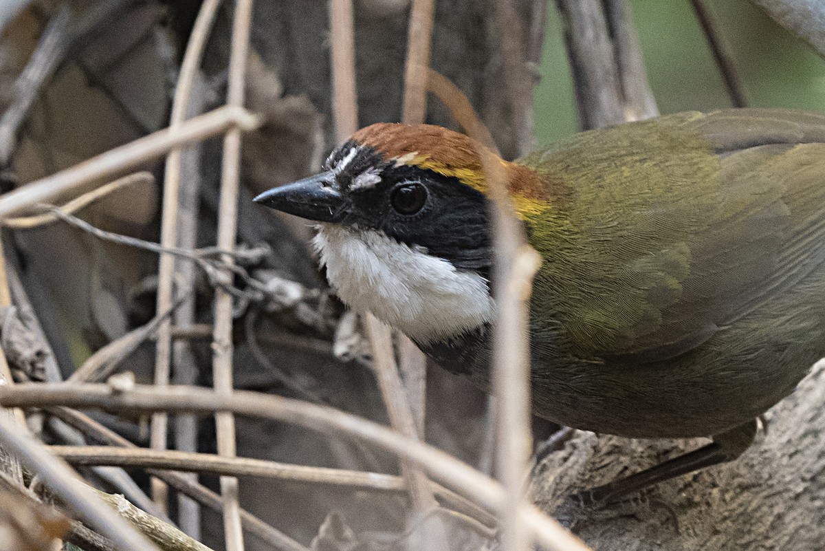 Chestnut-capped Brushfinch - ML344505381