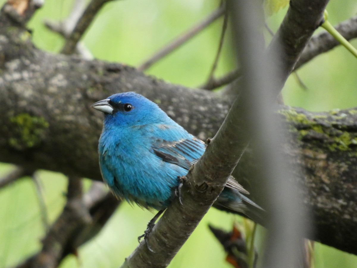 Indigo Bunting - ML344505681