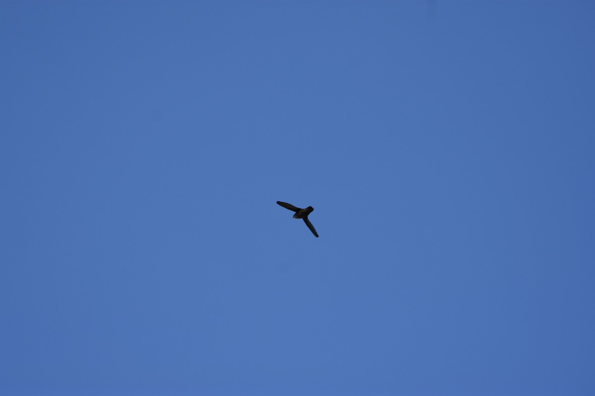 Chimney Swift - ML344508011