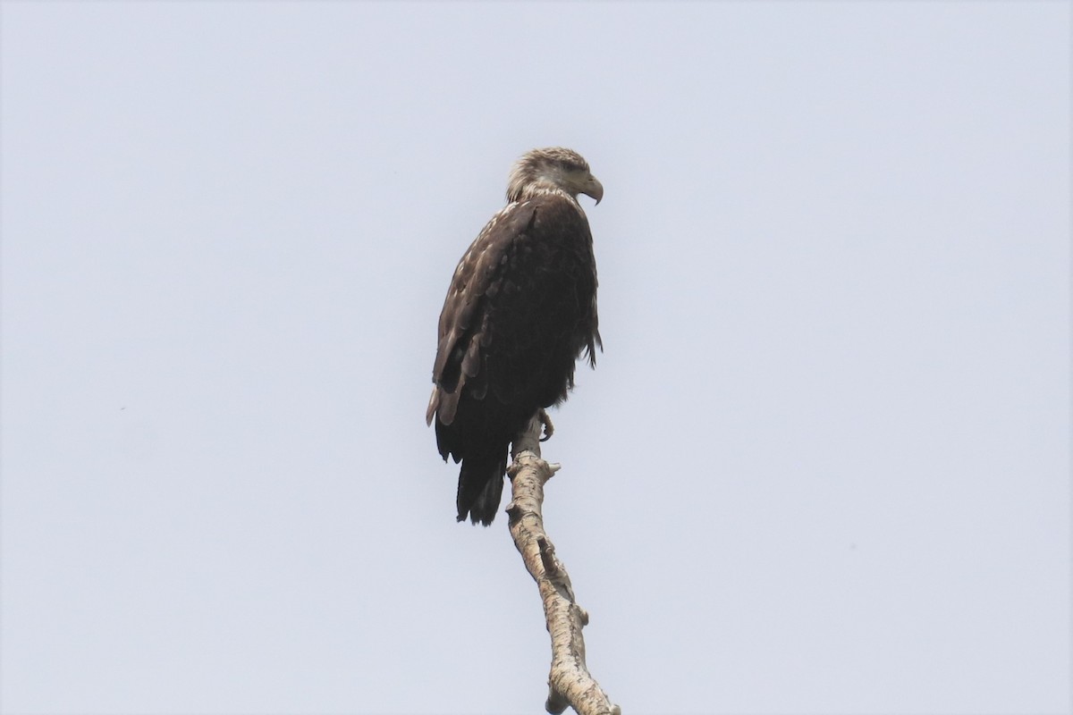 Bald Eagle - Kathy Mihm Dunning