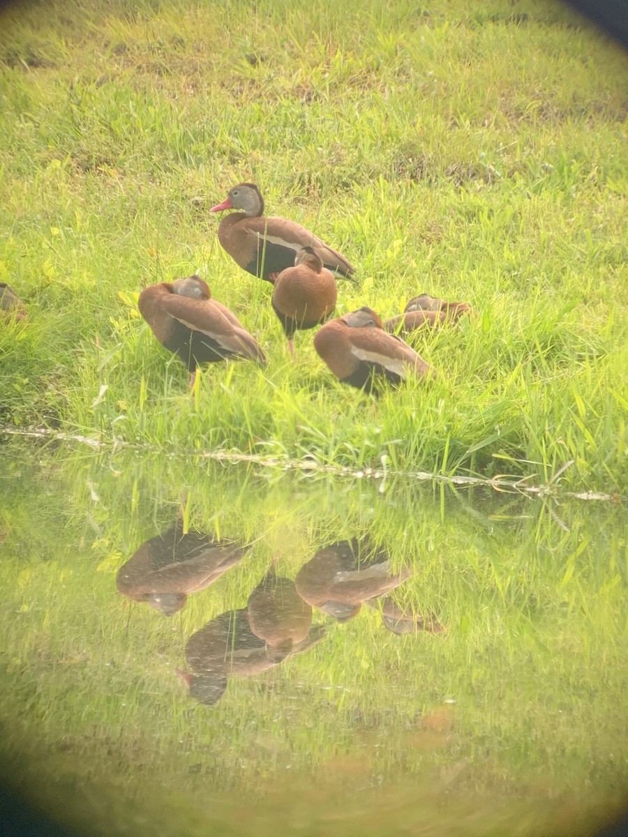 Black-bellied Whistling-Duck - ML344510441