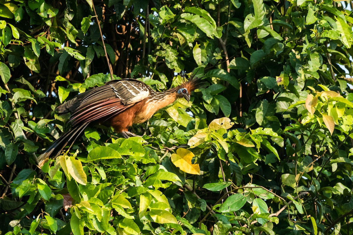 Hoatzin - Claudia Brasileiro