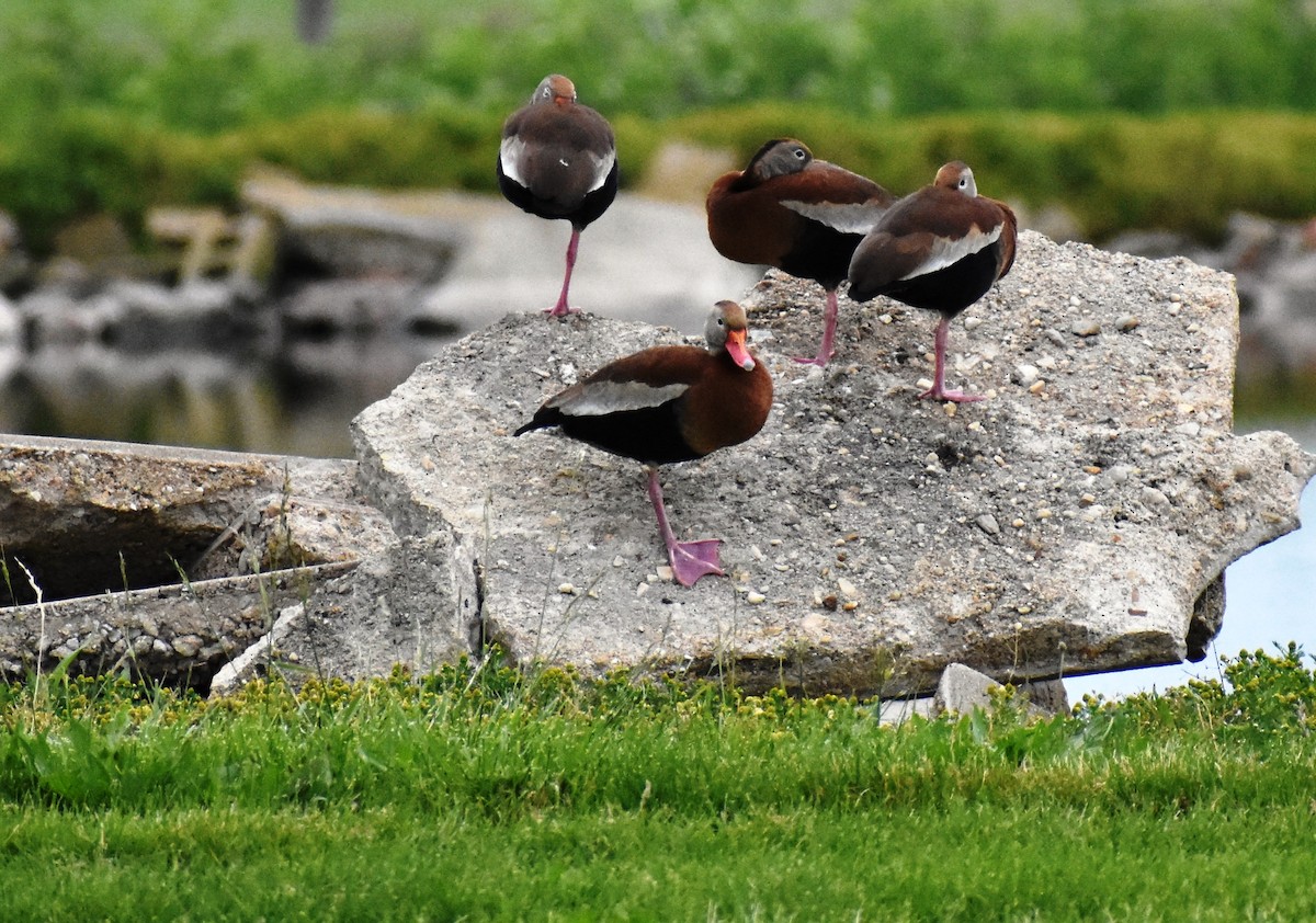 Black-bellied Whistling-Duck - Katy Banning