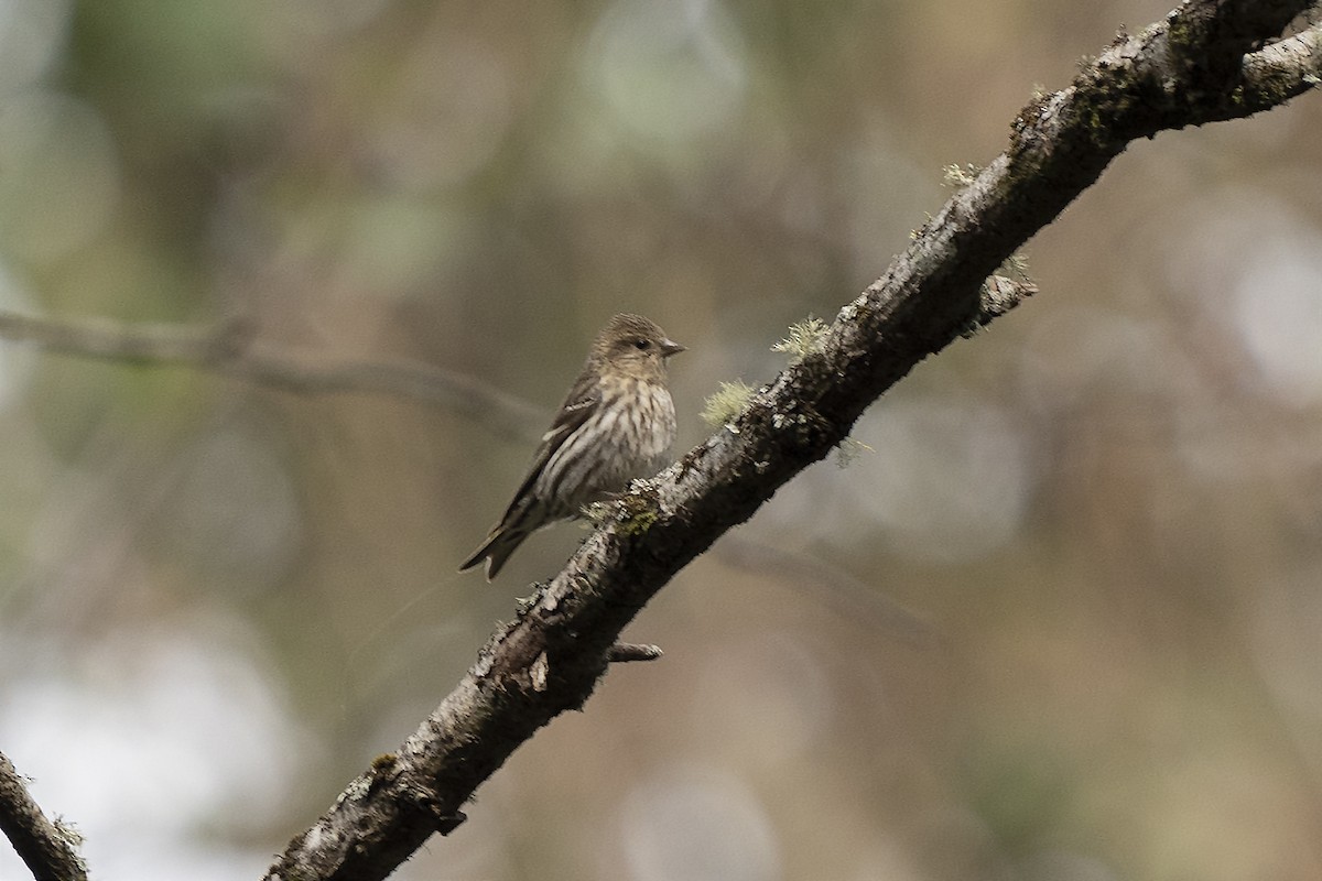 Pine Siskin - ML344511321