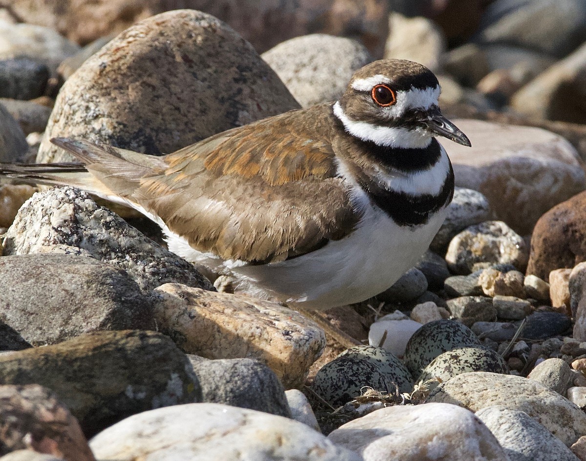 Killdeer - ML344511881