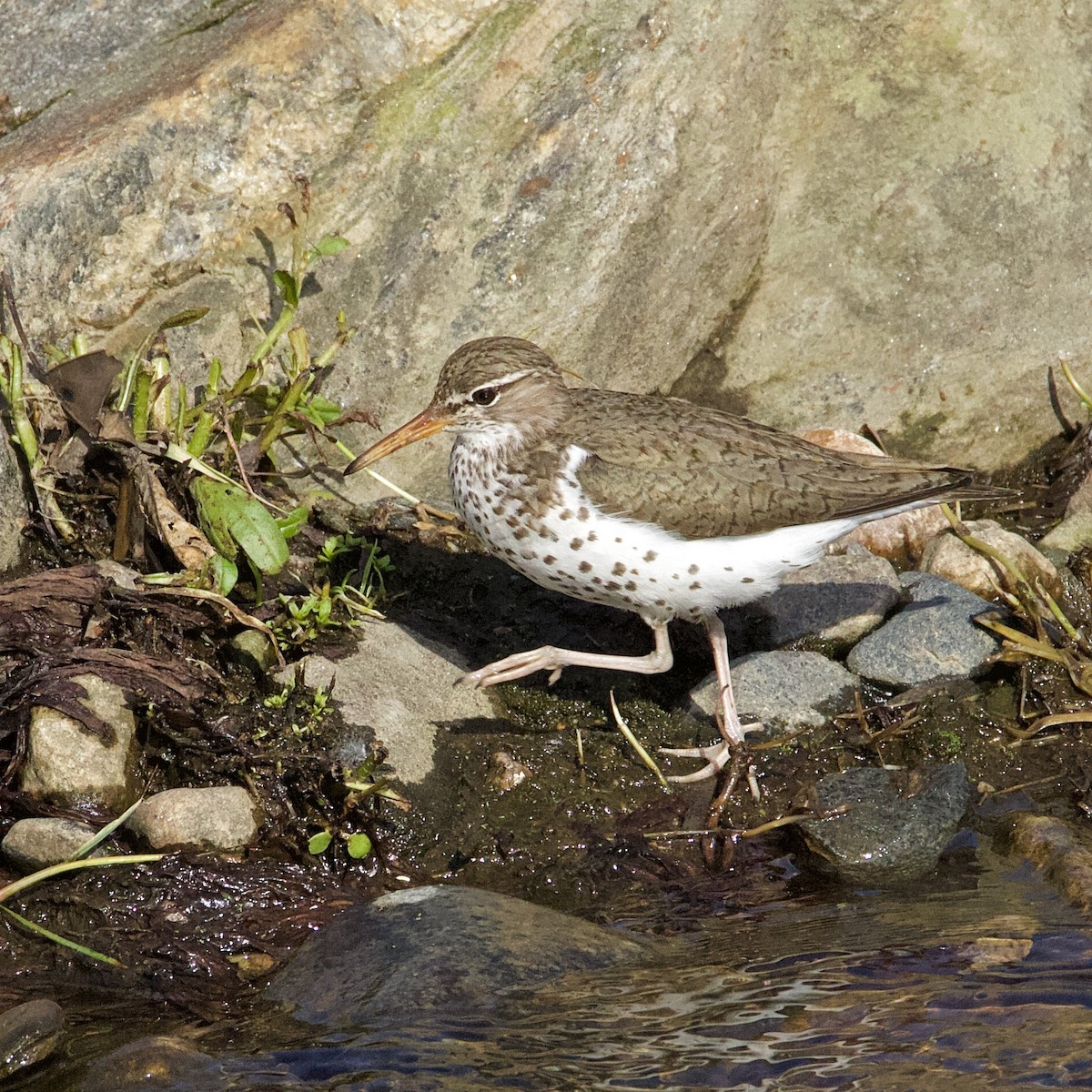 Spotted Sandpiper - Liz Jaffin