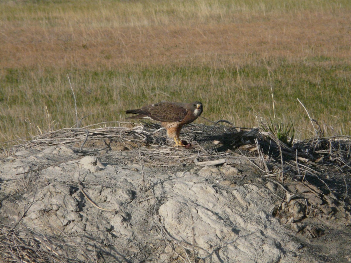 Swainson's Hawk - ML344512431