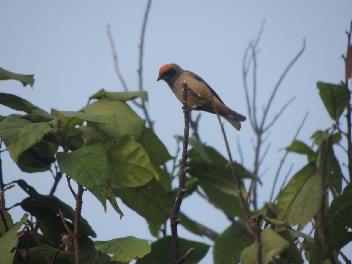 Burnished-buff Tanager - ML344512641