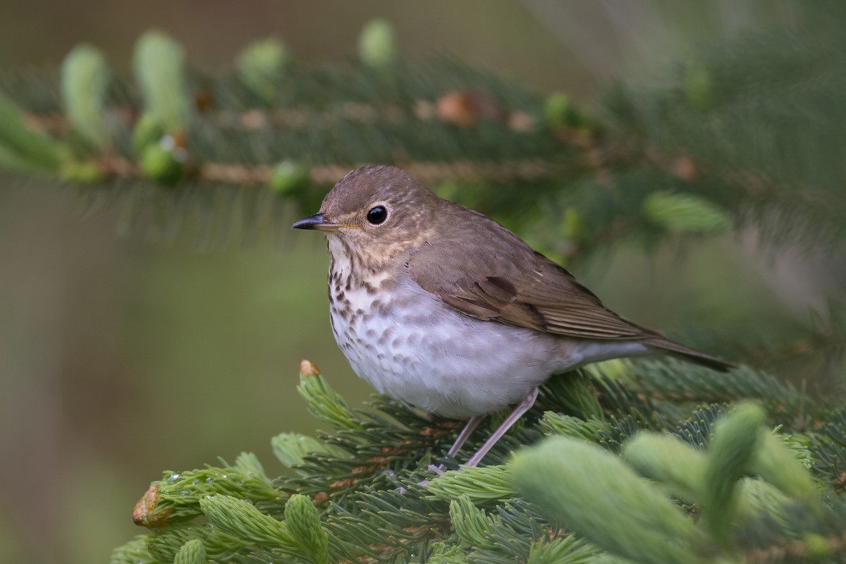 Swainson's Thrush - ML344512781