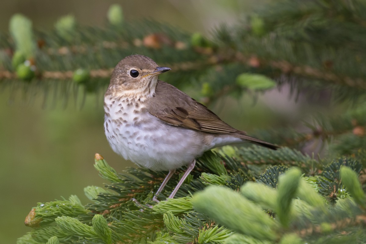 Swainson's Thrush - ML344512791