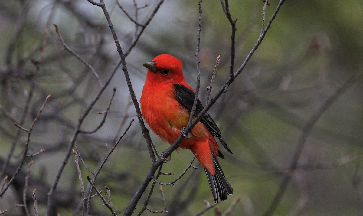 Scarlet Tanager - ML344513371