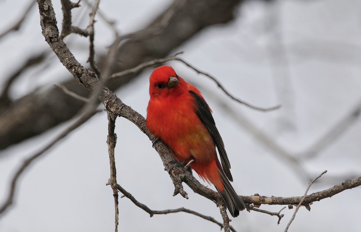 Scarlet Tanager - ML344513381