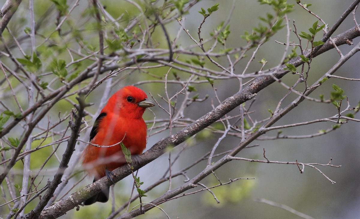Scarlet Tanager - ML344513451