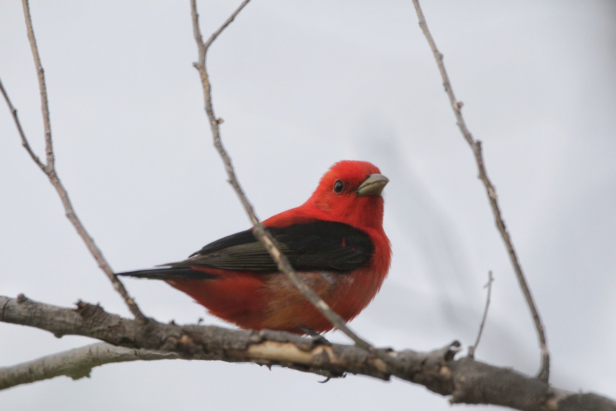 Scarlet Tanager - ML344513461