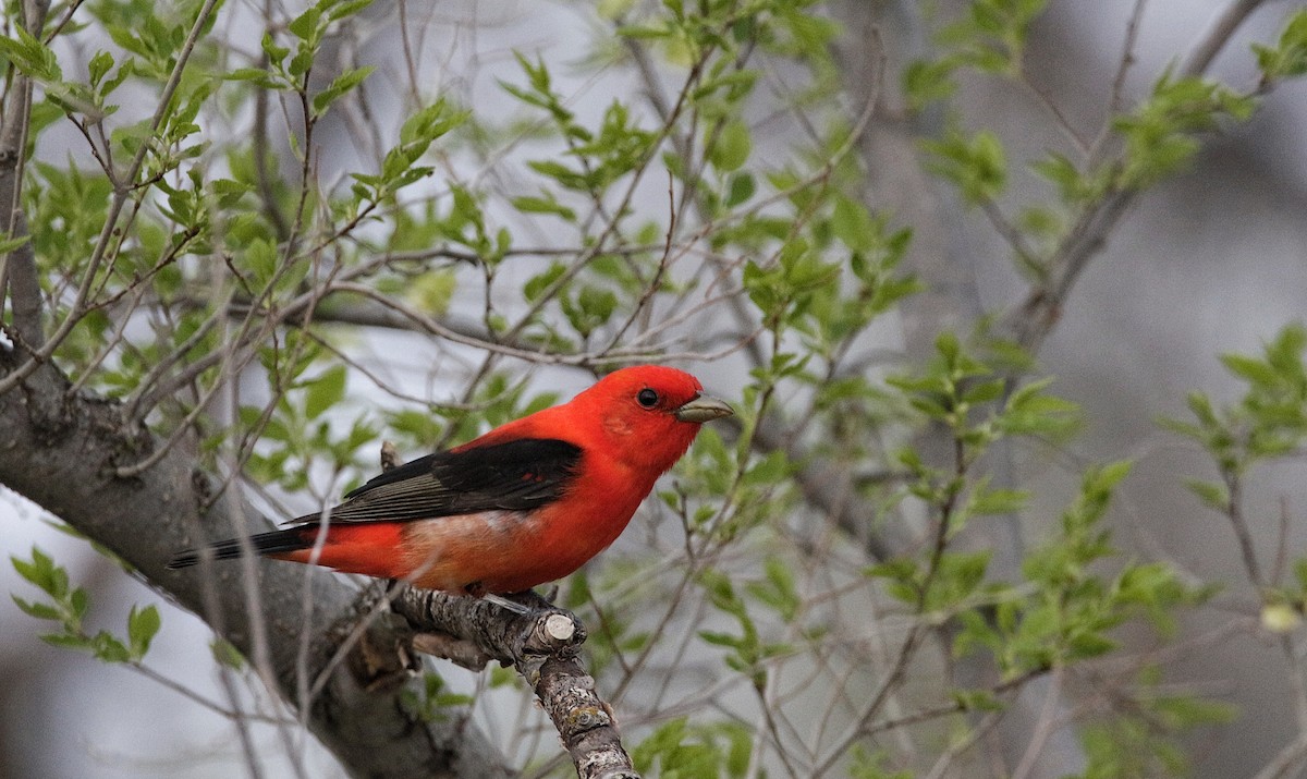 Scarlet Tanager - ML344513471