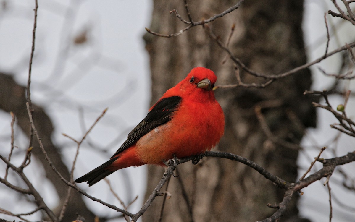 Scarlet Tanager - ML344513501