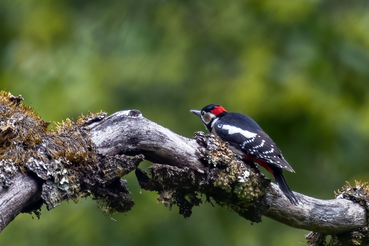 Great Spotted Woodpecker - ML344513551