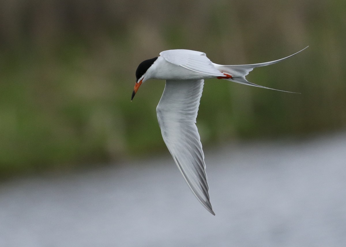 Forster's Tern - ML344513591